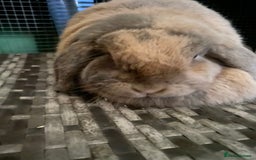 Mini Lop rabbits for sale: Mini lops  - Advert 24