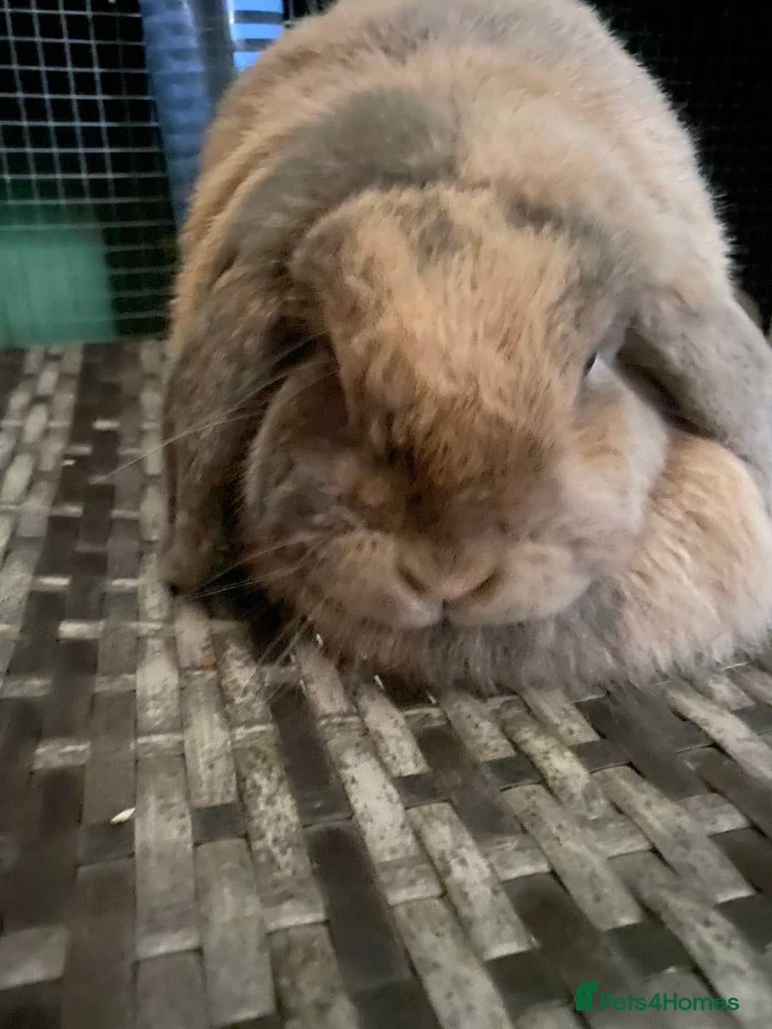 Mini Lop rabbits for sale: Mini lops  - Advert 24