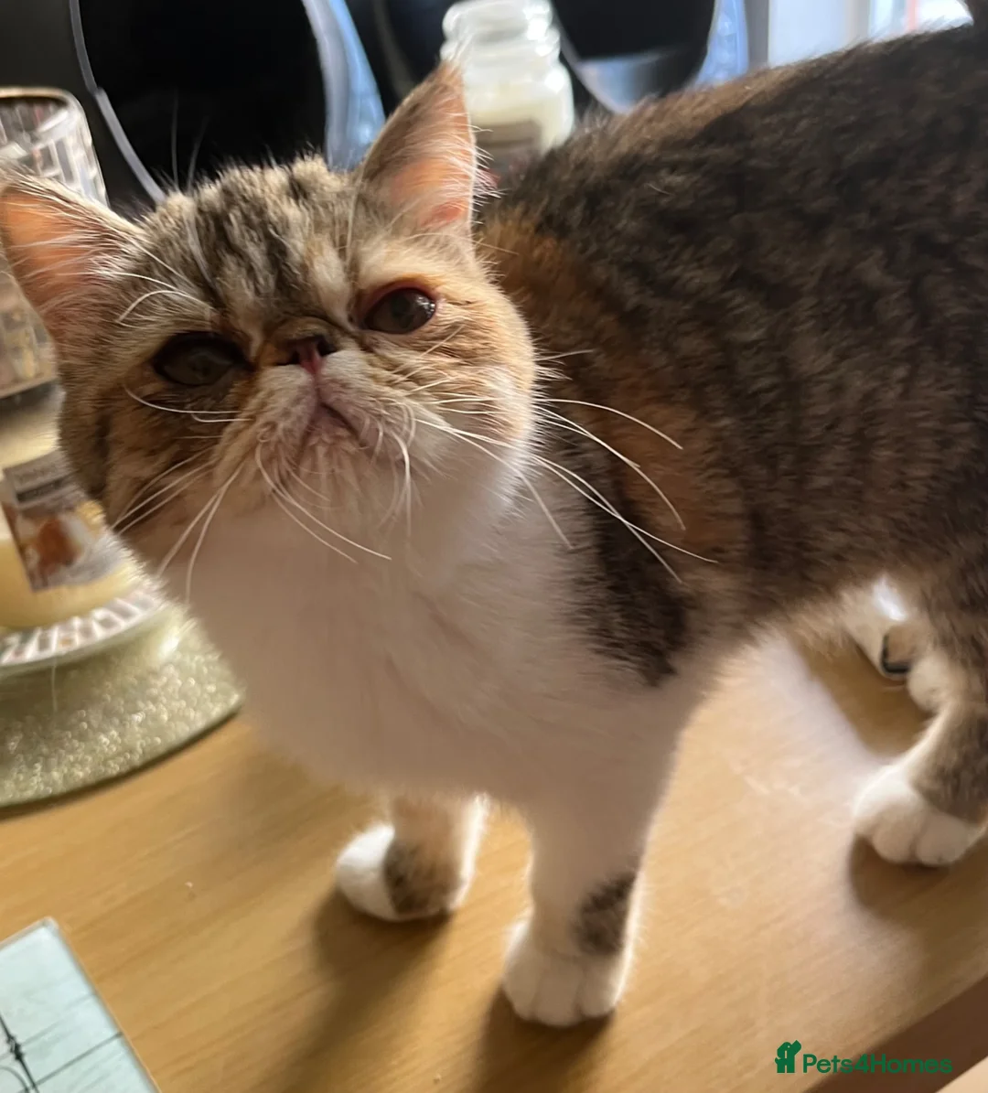 Exotic cats for sale: GCCF ACTIVE RETIRED QUEEN - Advert 2