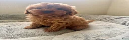 Cavapoo dogs for sale: 🐾 Exquisite F1 Cavapoo Puppies Available 🐾  - Advert 1