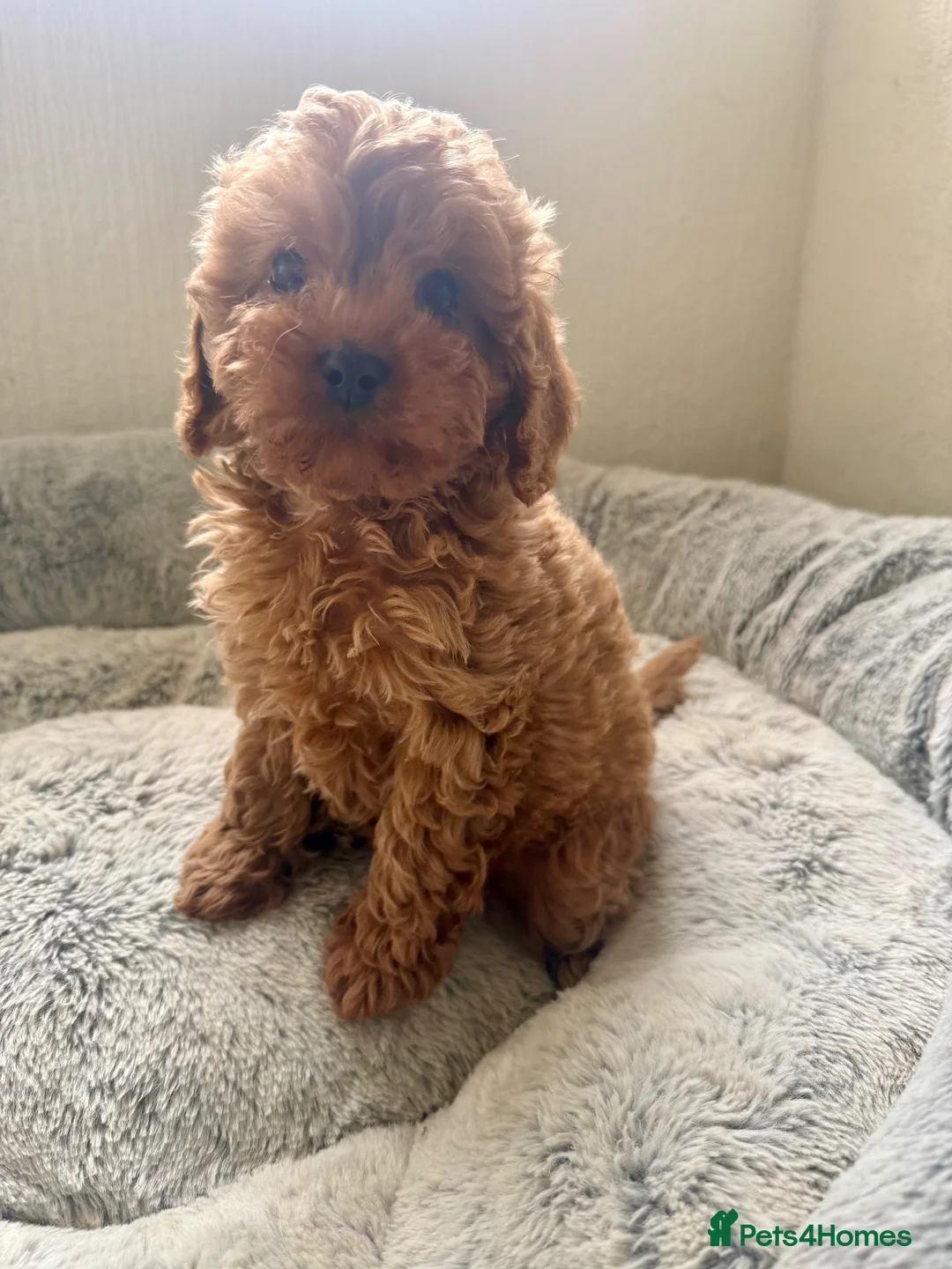 Cavapoo dogs for sale: 🐾 Exquisite F1 Cavapoo Puppies Available 🐾  - Advert 1