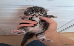 Mixed Breed cats for sale: Last female ready Wednesday - Image 12