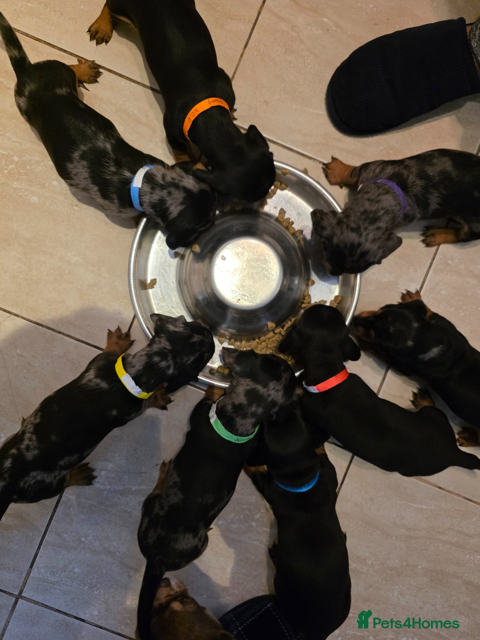 Miniature Dachshund dogs SILVER/BLACK Adorable dachshund puppies for sale😍 - Advert 1