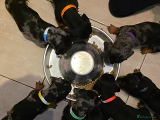 Miniature Dachshund dogs SILVER/BLACK Adorable dachshund puppies for sale😍 - Advert 13