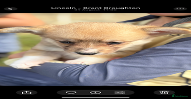 Welsh Corgi Pembroke dogs - Advert 15