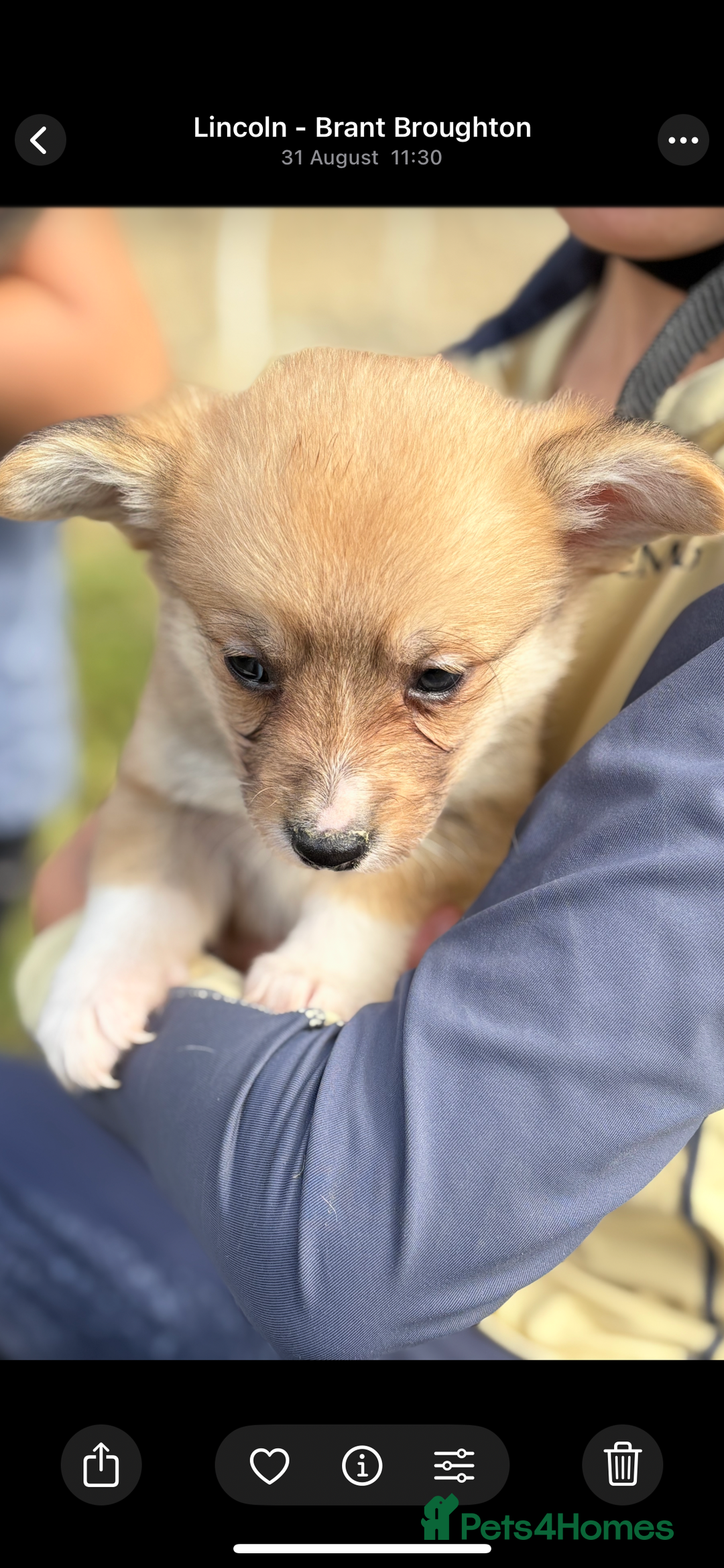Welsh Corgi Pembroke dogs for sale: Beautiful Pembrokeshire welsh corgi puppies !! - Image 3