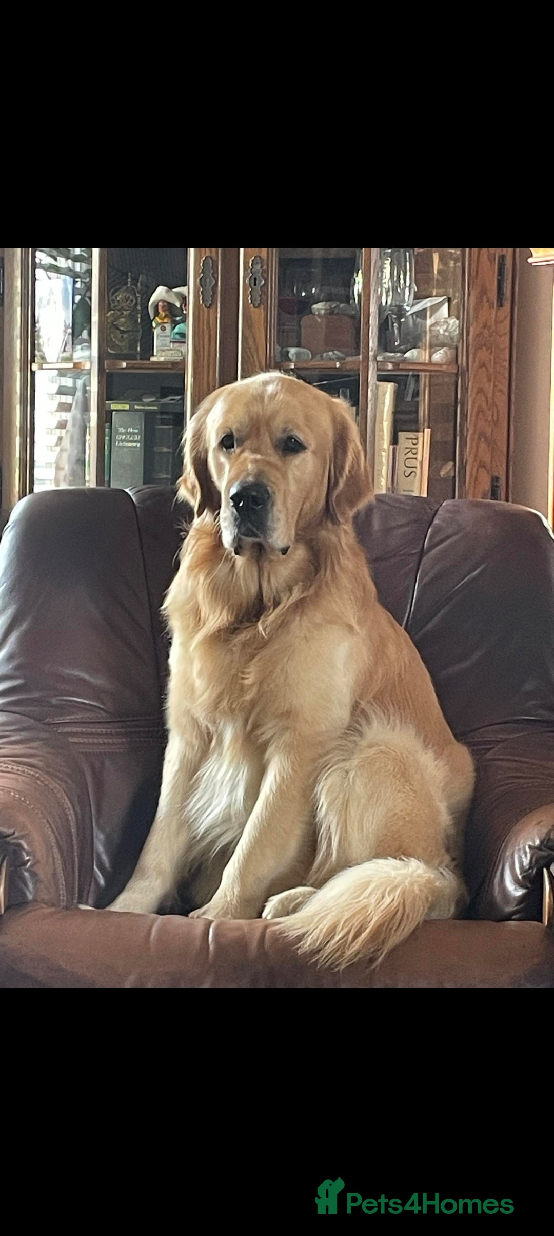 Golden Retriever dogs Wonderful Walter  for stud - Advert 7