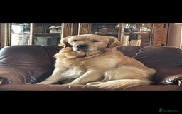 Golden Retriever dogs for stud: Wonderful Walter  for stud - Image 1