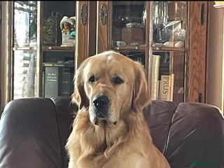 Golden Retriever dogs Wonderful Walter for stud - Advert 10