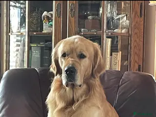 Golden Retriever dogs Wonderful Walter for stud - Advert 2