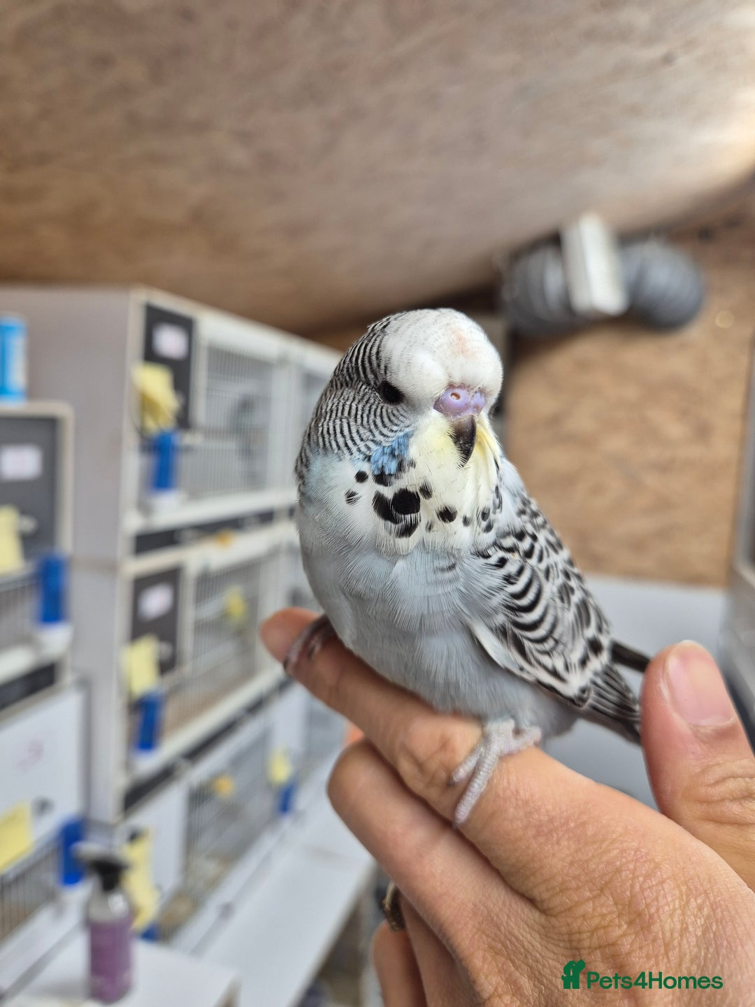 Budgerigars birds for sale: Auction Baby boy tamed - Advert 3