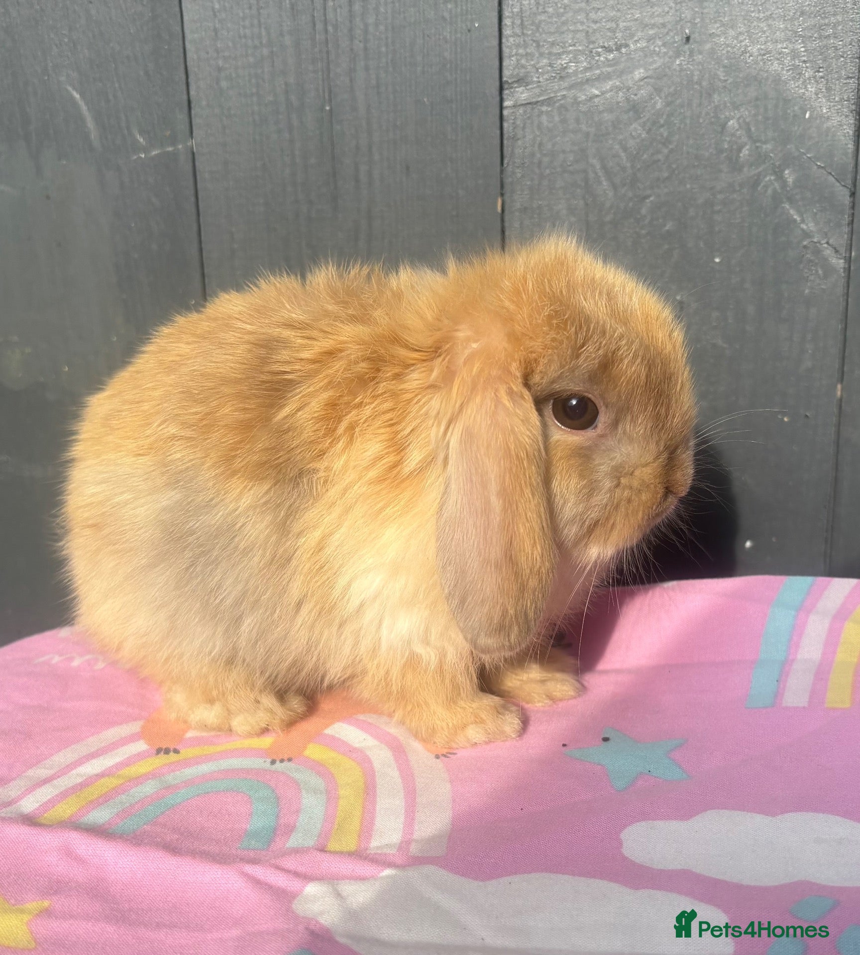 Mini Lop rabbits for sale: Pure bred pedigreed baby mini lops  - Advert 2