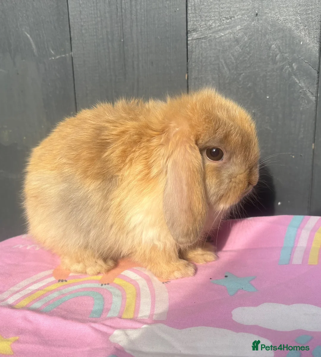 Mini Lop rabbits for sale: Pure bred pedigreed baby mini lops  - Advert 2
