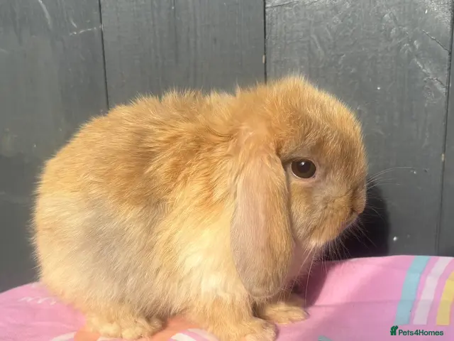 Mini Lop rabbits for sale: Pure bred pedigreed baby mini lops - Advert 2