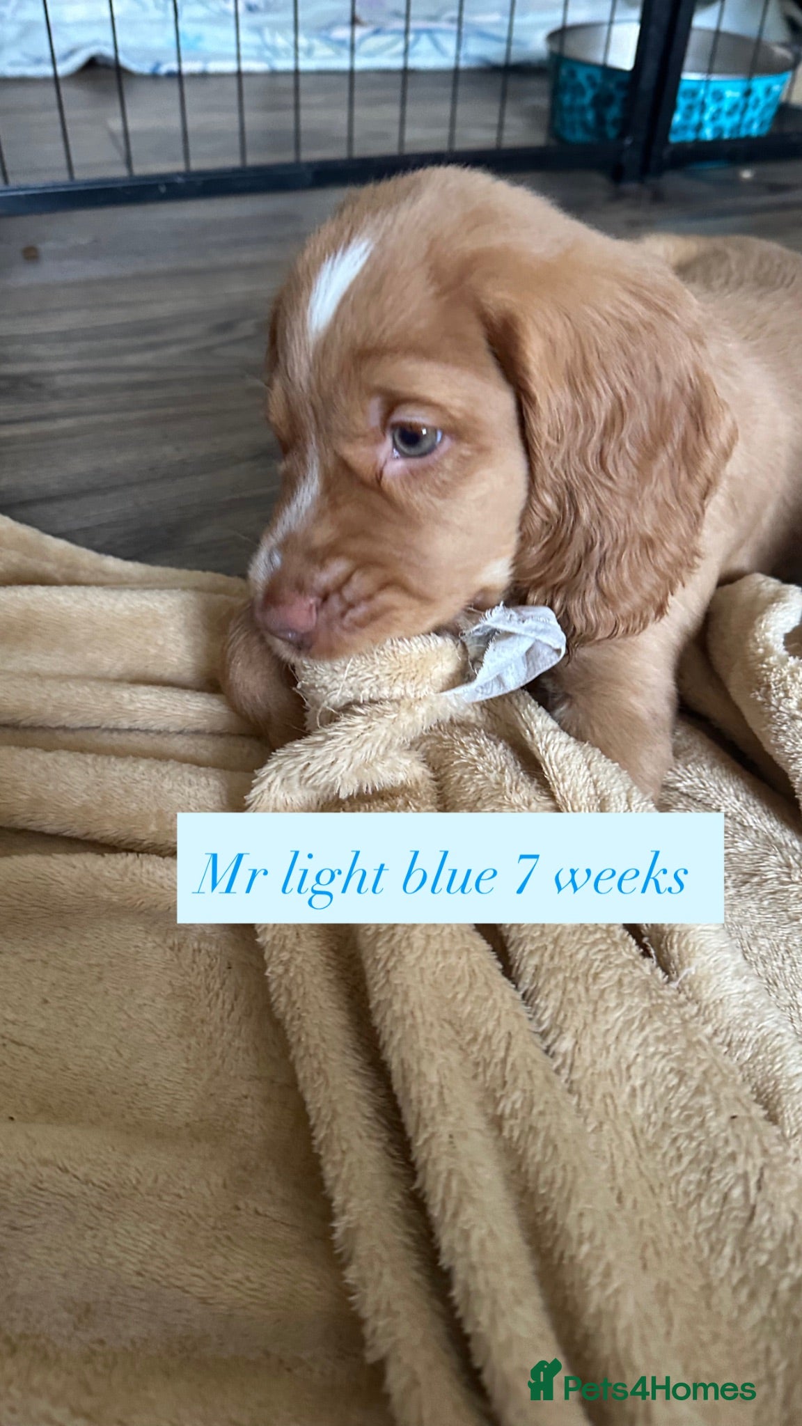 Cocker Spaniel dogs Beautiful top class working cockers - Advert 2