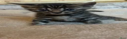 Bengal cats for sale: 🐆2 glitter gene tica bengal left naw ! 🐆 - Advert 6