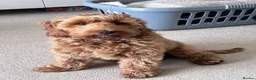 Cockapoo dogs for sale: 8 Month Old Red Cockapoo - Advert 7