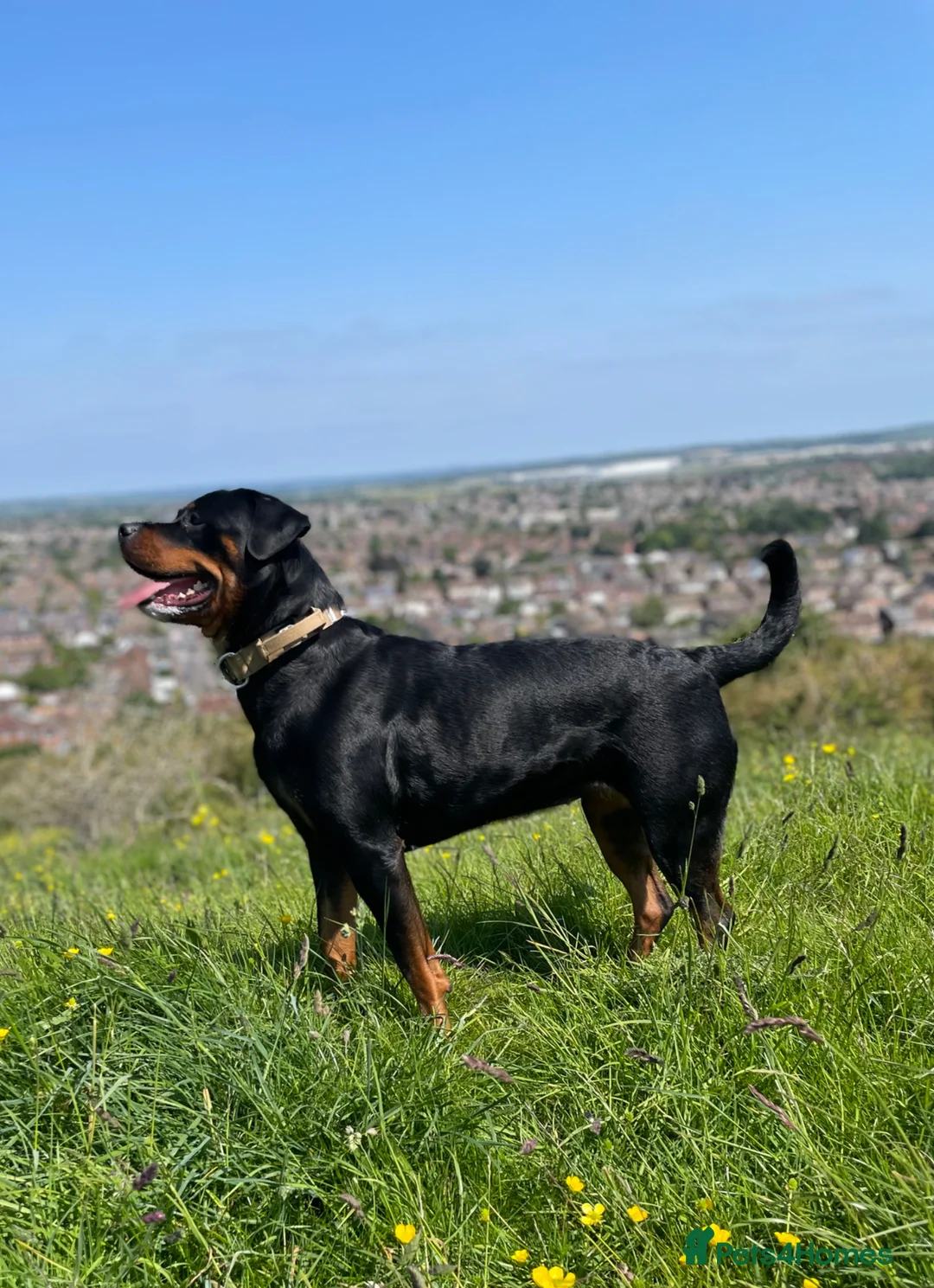 Rottweiler dogs for sale: Roxy - A beautiful pedigree Rottweiler  - Advert 2