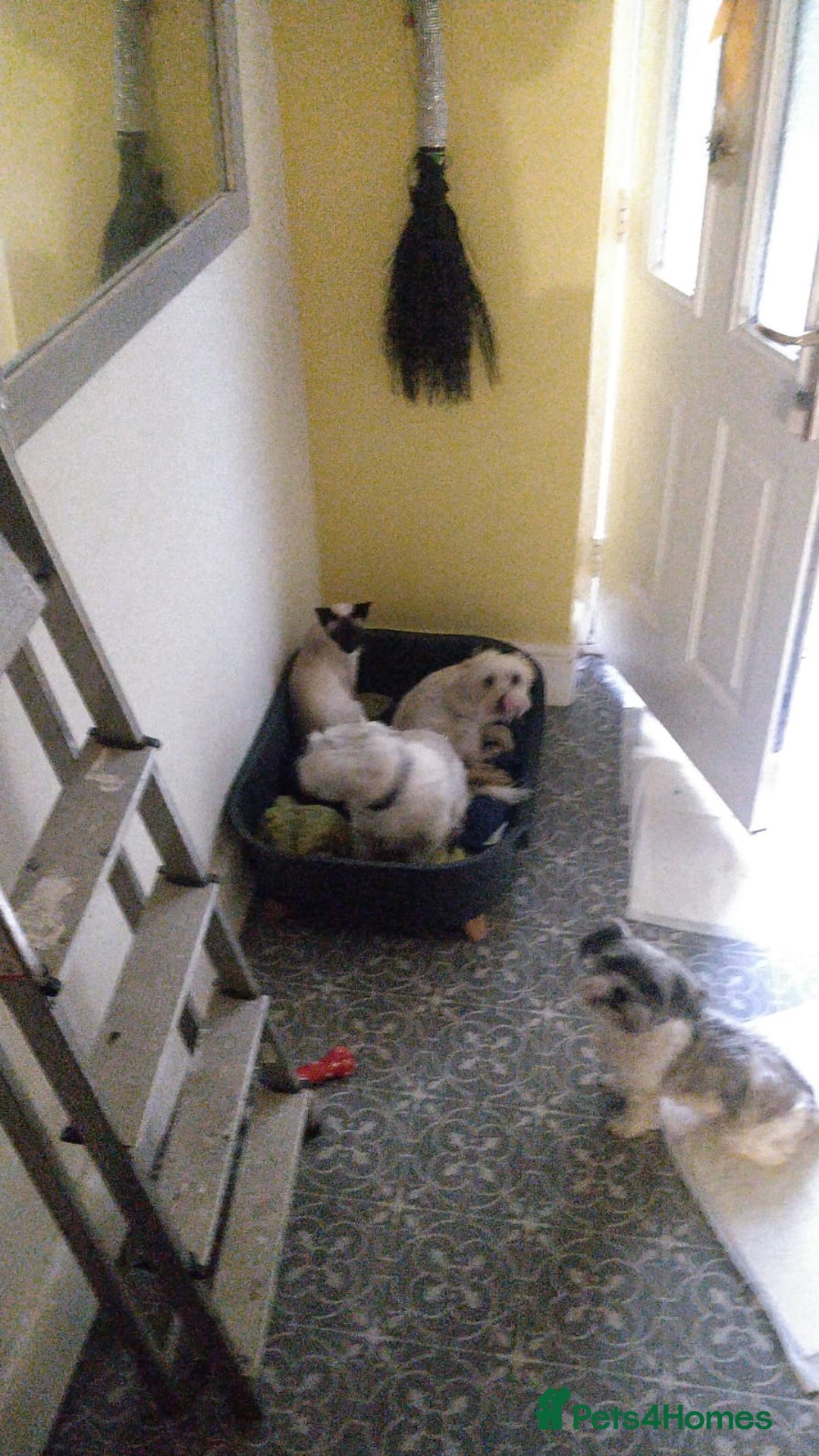 Shorkie dogs for sale: Mother and son for rehoming not puppies.  - Advert 4