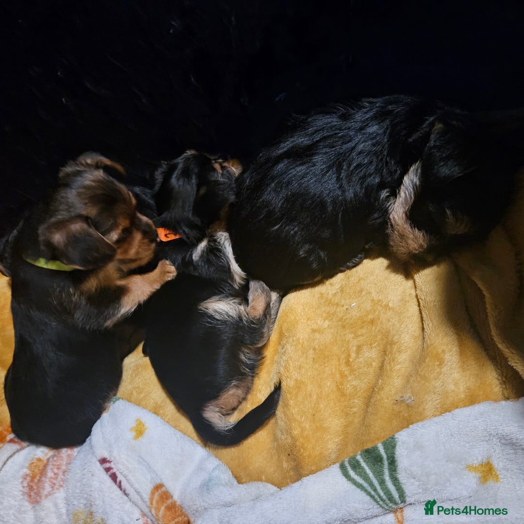 Mixed Breed dogs for sale:  **  yorkshire x full sized yorkshire terrier - Advert 1