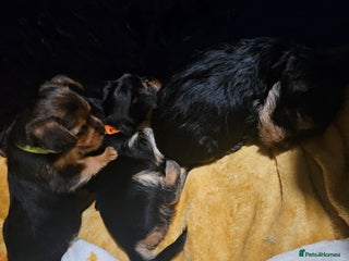 Mixed Breed dogs Teacup yorkshire x full sized yorkshire terrier - Advert 8