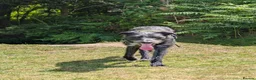 Mixed Breed dogs for sale: 1 yr old collie whippet cross/small lurcher in Bideford - Advert 4