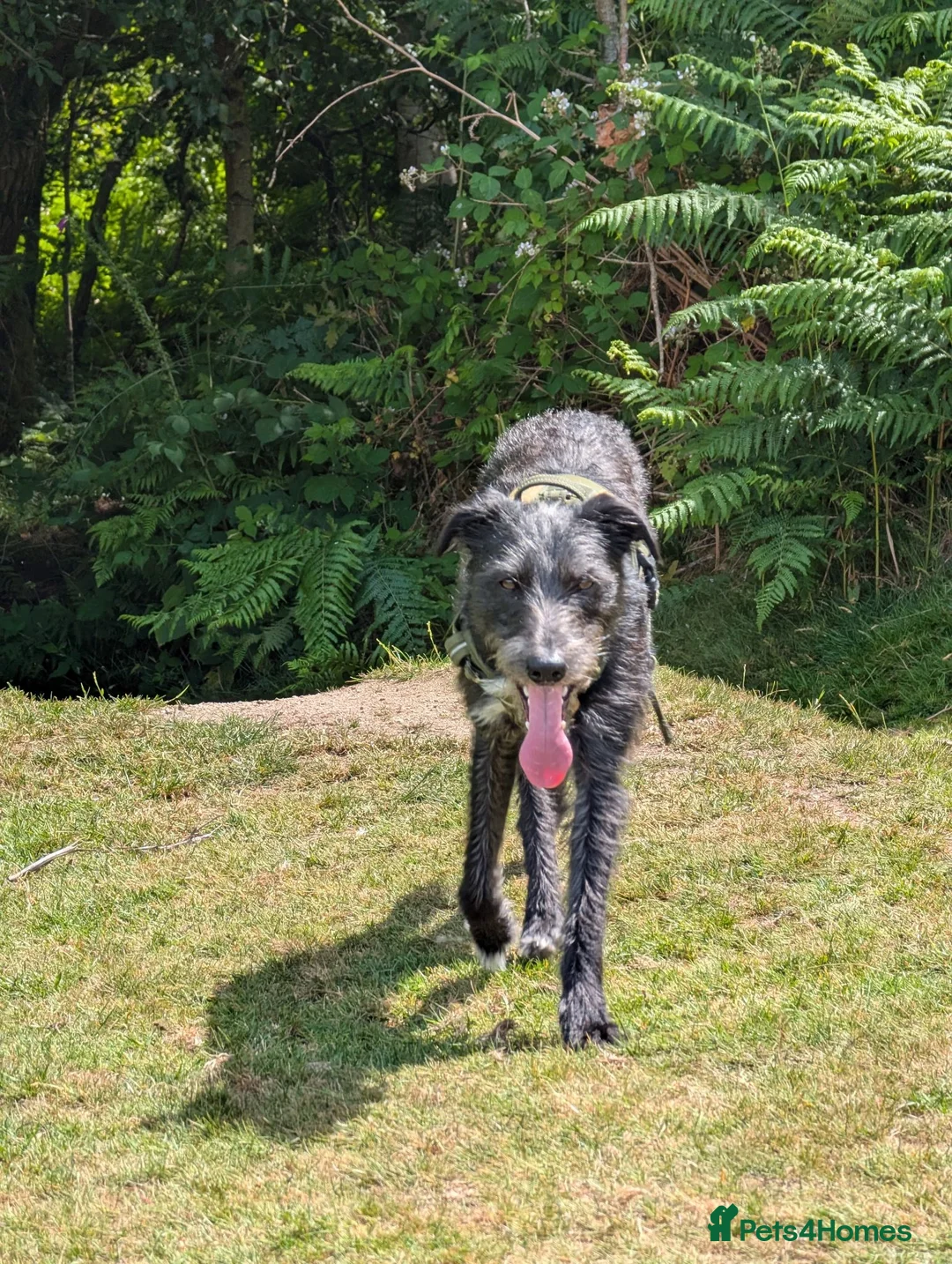 Mixed Breed dogs for sale: 1 yr old collie whippet cross/small lurcher in Bideford - Advert 4