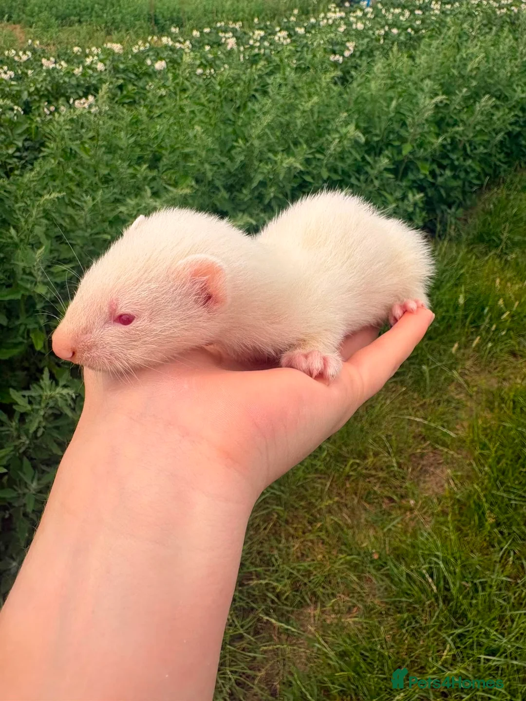 Ferret rodents for sale: Ferrets in Corby - Advert 3