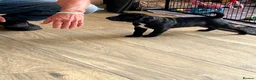 Staffordshire Bull Terrier dogs for sale: KC reg 8week Staffordshire Bull Terrier  in Stoke-on-Trent - Advert 8