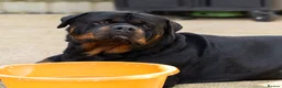 Rottweiler dogs for stud: Beautiful German Rottweiler stud  - Advert 3