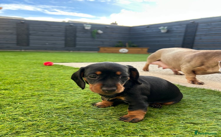 Miniature Dachshund dogs - Advert 6
