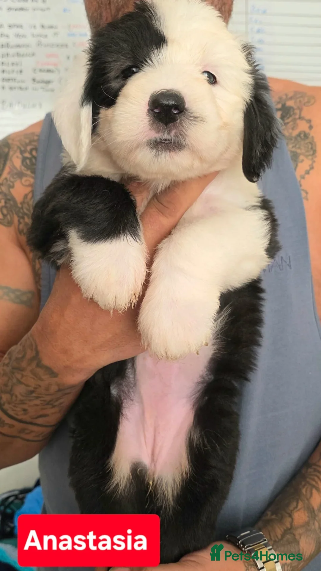 Old English Sheepdog dogs for sale: Stunning OES Puppies  - Advert 11