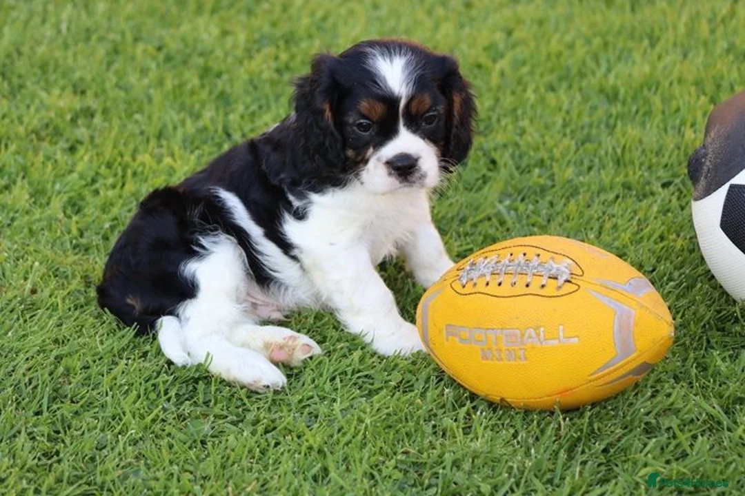 Cavalier King Charles Spaniel dogs for sale: Playful PUG x CAVALIER puppies for sale - Advert 34