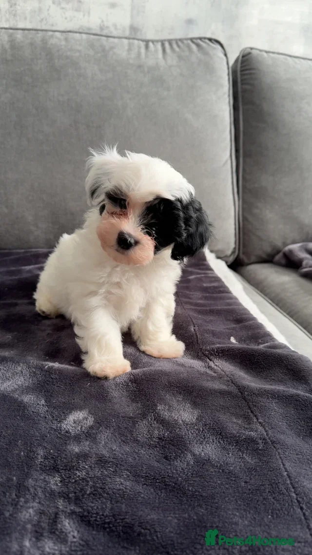 Maltipoo dogs gorgeous Maltipoo pups for sale. 1 little boy left - Advert 7