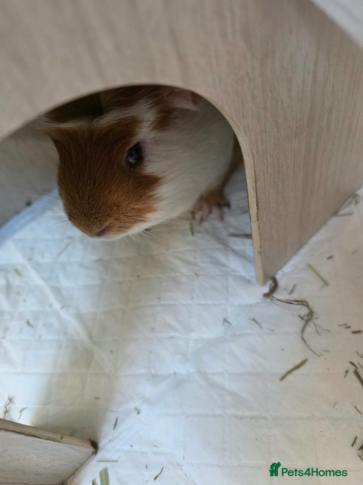 Guinea Pig rodents Bonded guinea pigs  - Advert 1