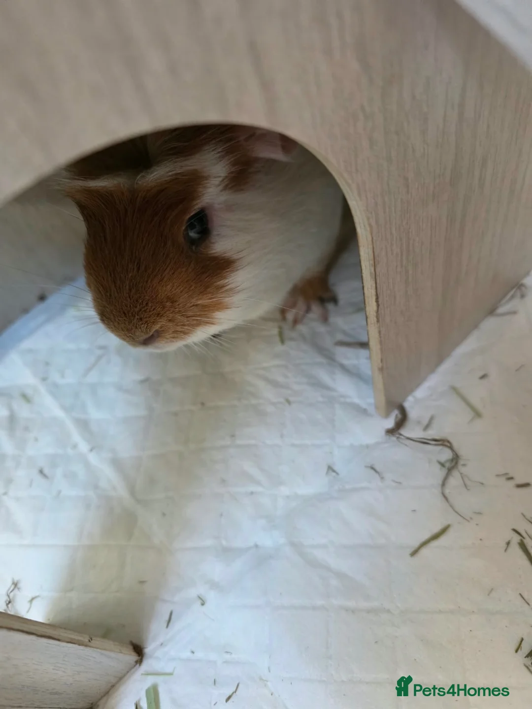 Guinea Pig rodents for sale: Bonded guinea pigs  - Advert 1