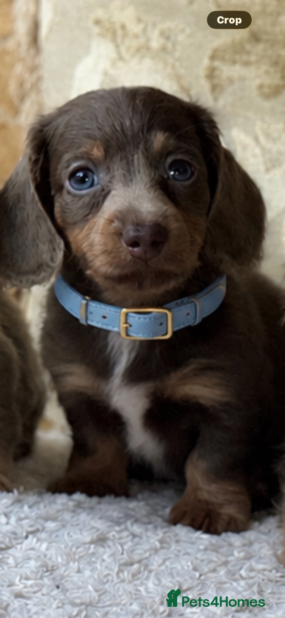 Miniature Dachshund dogs KC REGISTERED HEALTH CHECKED PUPPY - Advert 13