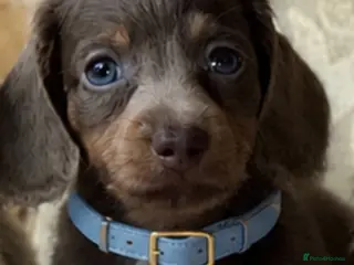 Miniature Dachshund dogs KC REGISTERED HEALTH CHECKED PUPPY - Advert 13