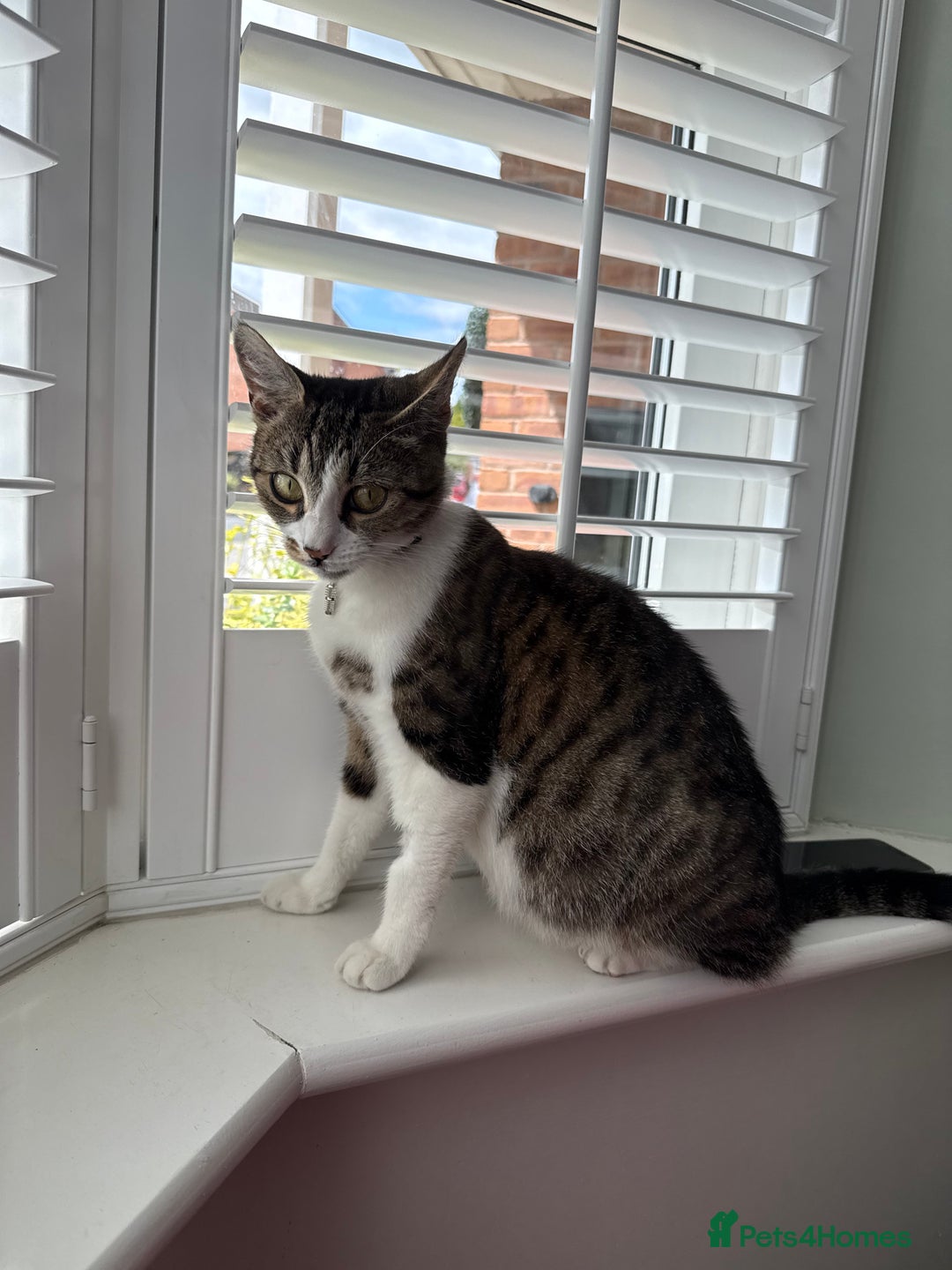 Domestic Shorthair cats for sale: Free girl cat (spayed) - Image 20