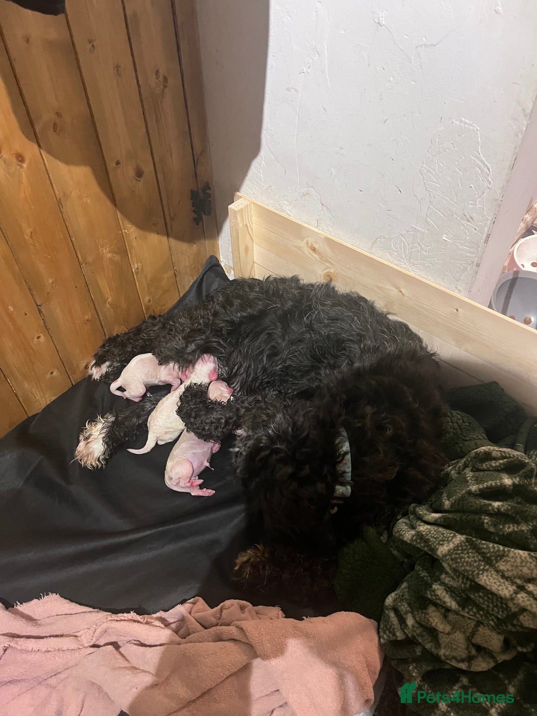 Cockapoo dogs for sale: Beautiful f2 cockapoo puppies - Image 5