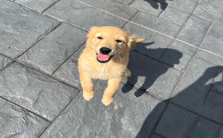 Golden Retriever dogs - Advert 13