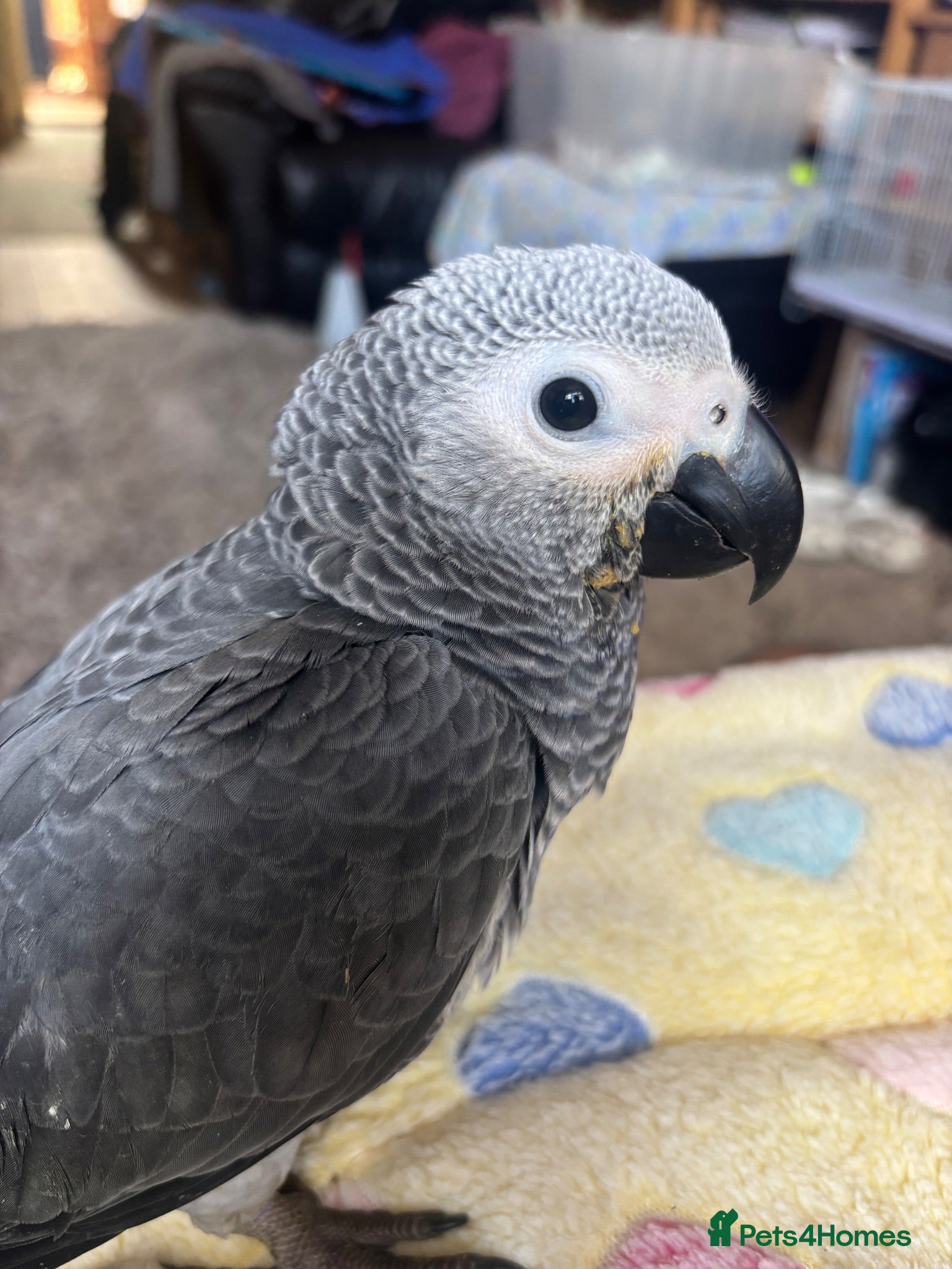 Parrots birds Baby African Grey - Advert 1