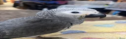 Parrots birds for sale: Baby Yellow Naped Amazon & Baby African Grey - Advert 3