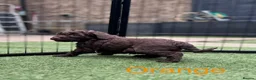 Cockapoo dogs for sale:  Absolutely stunning  F1b chocolate cockapoos  in Peterborough - Advert 9