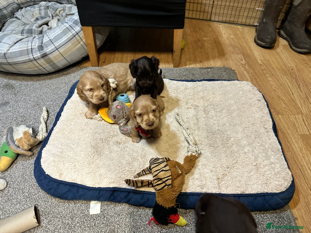 Cocker Spaniel dogs for sale: Beautiful show type chocolate and gold girls - Advert 14