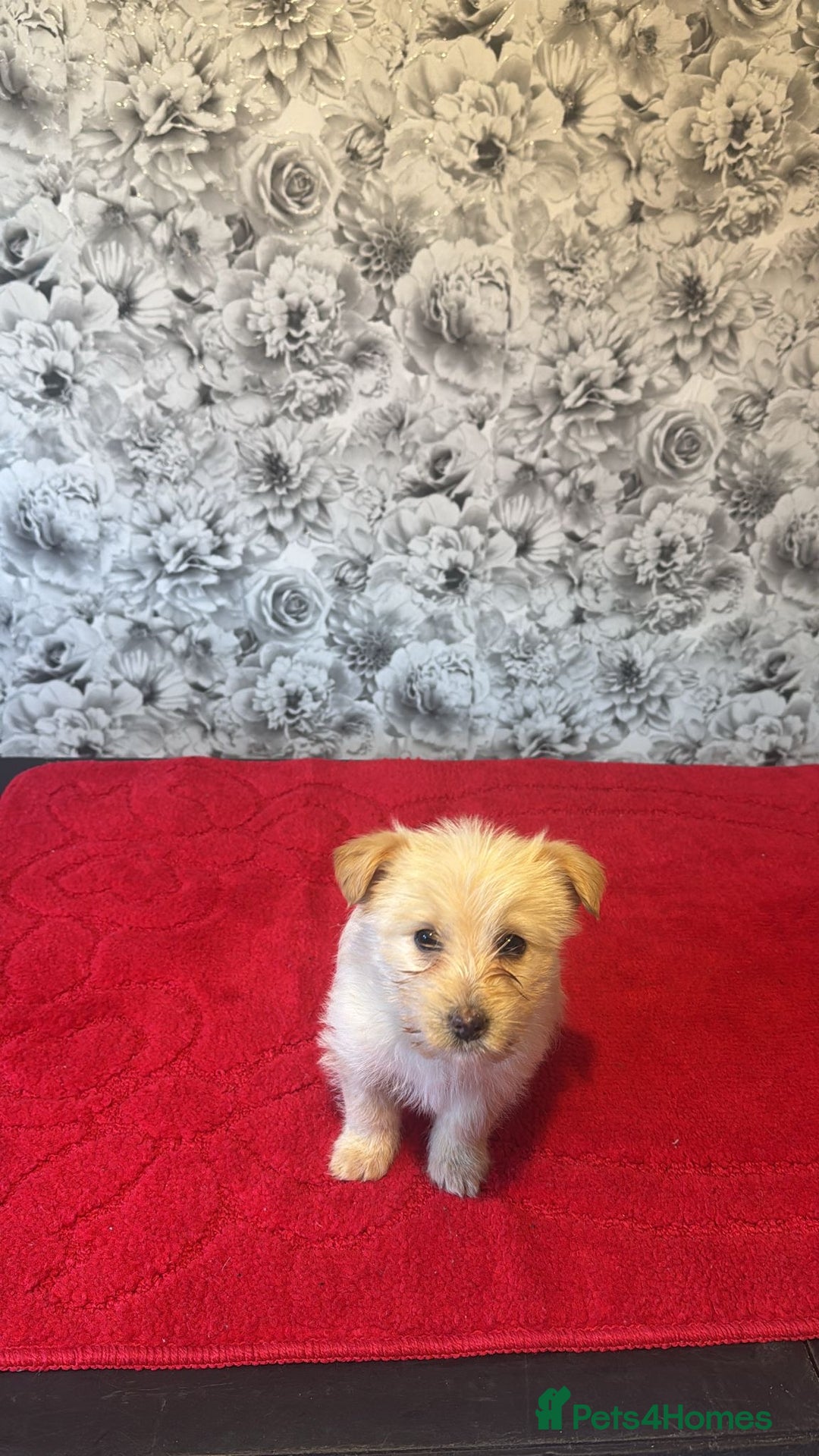 Mixed Breed dogs for sale: 6 beautiful cockapoo x terriers  - Advert 8