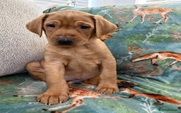 Labrador Retriever dogs for sale: KC Registered Labrador Puppies - Call  **  - Image 38