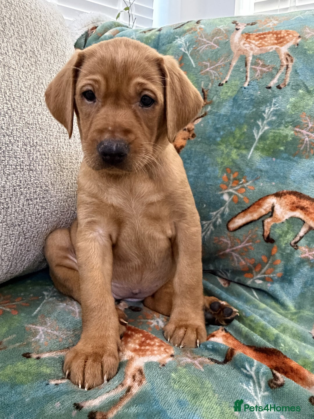 Labrador Retriever dogs for sale: KC Registered Labrador Puppies - Call  **  - Image 38