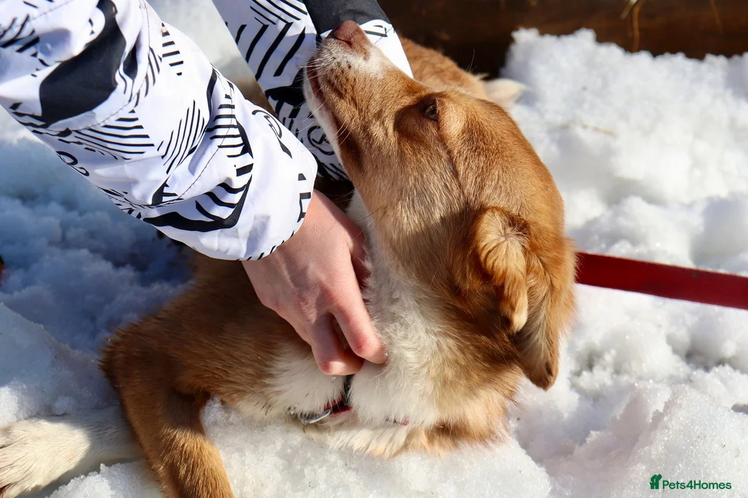 Mixed Breed dogs for adoption: ❤️🐶 RED – A Little Adventurer With A Big Heart 🐶 - Advert 13