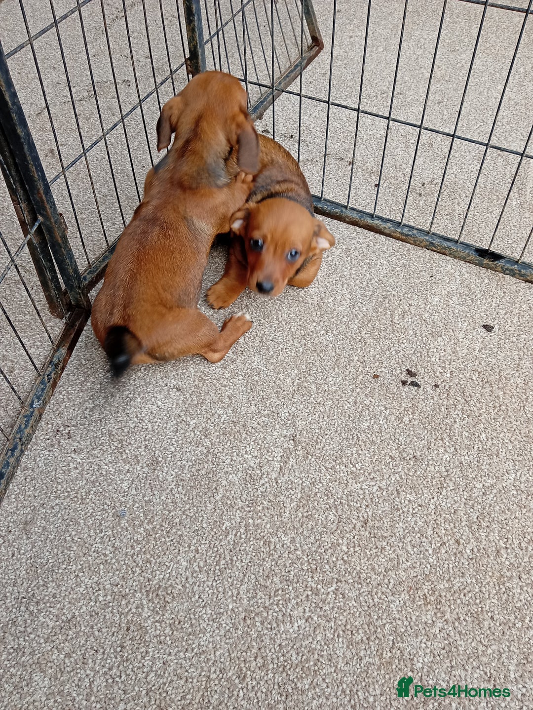 Dachshund dogs for sale: Dachshund puppies - Advert 5